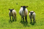 moutons